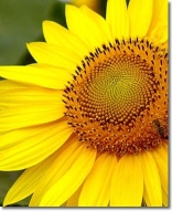 girasol